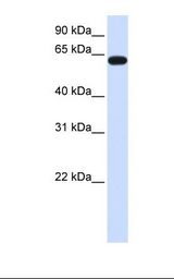 HS6ST3 Antibody - Fetal brain lysate. Antibody concentration: 1.0 ug/ml. Gel concentration: 12%.  This image was taken for the unconjugated form of this product. Other forms have not been tested.