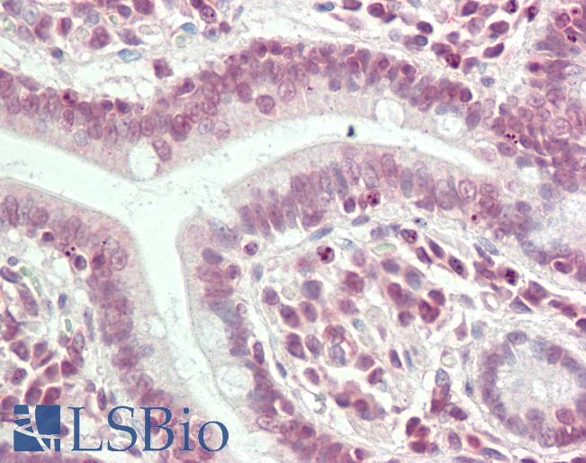 HS6ST3 Antibody - Anti-HS6ST3 antibody IHC staining of human small intestine. Immunohistochemistry of formalin-fixed, paraffin-embedded tissue after heat-induced antigen retrieval. Antibody concentration 10 ug/ml.  This image was taken for the unconjugated form of this product. Other forms have not been tested.