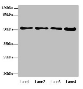 HSBLMHC1 / BTNL2 Antibody - Western blot All Lanes: BTNL2antibody at 4.12ug/ml Lane 1 : Mouse small intestine tissue Lane 2 : K562 whole cell lysate Lane 3 : HepG-2 whole cell lysate Lane 4 : HL60 whole cell lysate Secondary Goat polyclonal to Rabbit IgG at 1/10000 dilution Predicted band size: 51,44,31,28,20,29 kDa Observed band size: 50 kDa