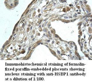 HSBP1 Antibody