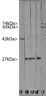 HSBP1 Antibody - Western blots of HeLa cell crude extracts. Lane 16 was probed with HSBP1 antibody, while lanes 14 and 15 were probed with two other monoclonals to HSP27 we generated at the same time. Note the strong clean bands at 27 kDa. Lane 17 was probed with MCA-4C4, our new mouse monoclonal antibody to Lamia A/C, which binds two bands running at 74 kDa and 65 kDa. Lane 13 was probed with MCA-5J11, our monoclonal antibody to all six actin isotypes. Molecular weights of each protein are as indicated, and dots indicate the presence of major HeLa proteins.