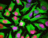 HSBP1 Antibody - HeLa cells stained with HSBP1 antibody (green), and counterstained with monoclonal antibody to High mobility Group B protein 1 (HMGB1, red) 1F3 and DNA (blue). HSBP1 antibody antibody reveals strong cytoplasmic staining and penetrates into the actin rich ruffled margins, while the HMGB1 antibody reveals strong nuclear staining which overlaps with the DNA staining.