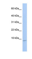 HSBP1 Antibody - HSBP1 antibody Western blot of Fetal Brain lysate. This image was taken for the unconjugated form of this product. Other forms have not been tested.