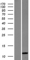 HSBP1 Protein - Western validation with an anti-DDK antibody * L: Control HEK293 lysate R: Over-expression lysate