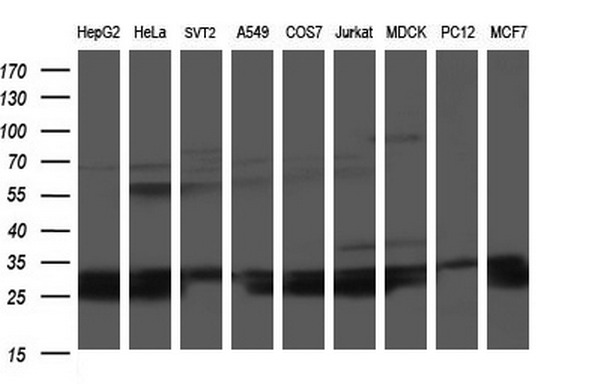 HSCB Antibody - Western blot of extracts (35ug) from 9 different cell lines by using anti-HSCB monoclonal antibody (HepG2: human; HeLa: human; SVT2: mouse; A549: human; COS7: monkey; Jurkat: human; MDCK: canine; PC12: rat; MCF7: human).