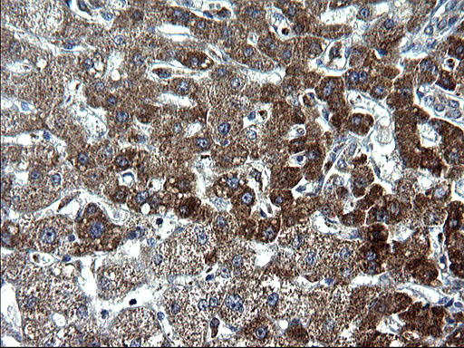 HSCB Antibody - IHC of paraffin-embedded Human liver tissue using anti-HSCB mouse monoclonal antibody. (Heat-induced epitope retrieval by 1 mM EDTA in 10mM Tris, pH8.5, 120°C for 3min).