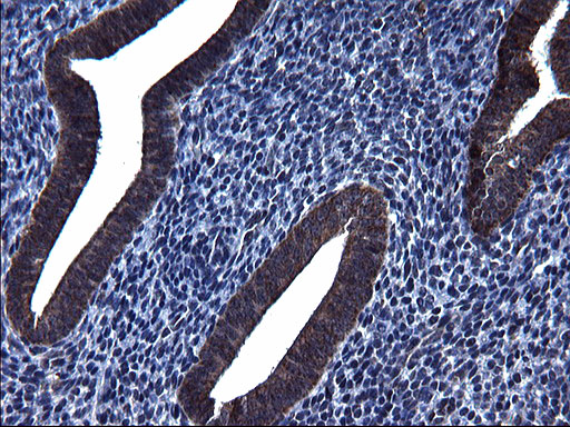 HSCB Antibody - IHC of paraffin-embedded Human endometrium tissue using anti-HSCB mouse monoclonal antibody. (Heat-induced epitope retrieval by 1 mM EDTA in 10mM Tris, pH8.5, 120°C for 3min).