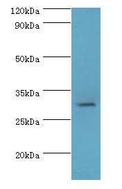 HSD11B1 / HSD11B Antibody - Western blot. All lanes: Corticosteroid 11-beta-dehydrogenase isozyme 1 antibody at 2 ug/ml+HeLa cells. Secondary antibody: goat polyclonal to rabbit at 1:10000 dilution. Predicted band size: 32 kDa. Observed band size: 32 kDa.  This image was taken for the unconjugated form of this product. Other forms have not been tested.