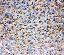 HSD17 / HSD17B1 Antibody - HSD17B1 antibody IHC-paraffin: Rat Liver Tissue.