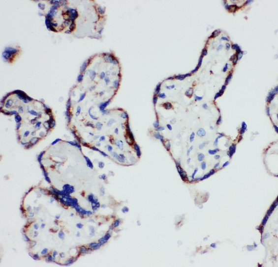 HSD17 / HSD17B1 Antibody - HSD17B1 antibody IHC-paraffin: Human Placenta Tissue.