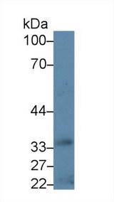 HSD17 / HSD17B1 Antibody - Western Blot; Sample: Human Liver lysate; Primary Ab: 5µg/ml Rabbit Anti-Human HSD17b1 Antibody Second Ab: 0.2µg/mL HRP-Linked Caprine Anti-Rabbit IgG Polyclonal Antibody