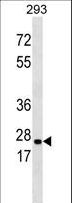 HSD17B10 / HADH2 Antibody - ABAD Antibody (C214) western blot of 293 cell line lysates (35 ug/lane). The ABAD antibody detected the ABAD protein (arrow).