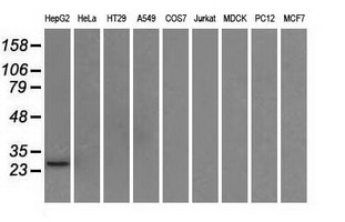HSD17B10 / HADH2 Antibody - Western blot of extracts (35 ug) from 9 different cell lines by using anti-HSD17B10 monoclonal antibody.