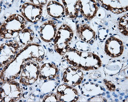 HSD17B10 / HADH2 Antibody - IHC of paraffin-embedded Kidney tissue using anti-HSD17B10 mouse monoclonal antibody. (Dilution 1:50).