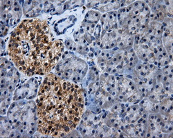 HSD17B10 / HADH2 Antibody - IHC of paraffin-embedded pancreas tissue using anti-HSD17B10 mouse monoclonal antibody. (Dilution 1:50).