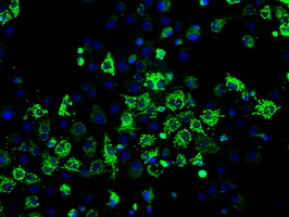 HSD17B10 / HADH2 Antibody - Anti-HSD17B10 mouse monoclonal antibody  immunofluorescent staining of COS7 cells transiently transfected by pCMV6-ENTRY HSD17B10.