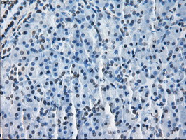 HSD17B10 / HADH2 Antibody - IHC of paraffin-embedded Human pancreas tissue using anti-HSD17B10 mouse monoclonal antibody.