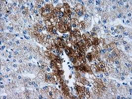 HSD17B10 / HADH2 Antibody - IHC of paraffin-embedded liver tissue using anti-HSD17B10 mouse monoclonal antibody. (Dilution 1:50).