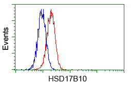 HSD17B10 / HADH2 Antibody - Flow cytometry of HeLa cells, using anti-HSD17B10 antibody, (Red) compared to a nonspecific negative control antibody (Blue).