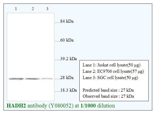 HSD17B10 / HADH2 Antibody