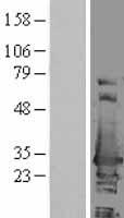 HSD17B10 / HADH2 Protein - Western validation with an anti-DDK antibody * L: Control HEK293 lysate R: Over-expression lysate