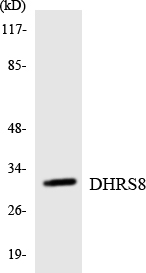 HSD17B11 Antibody - Western blot analysis of the lysates from RAW264.7cells using DHRS8 antibody.