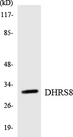 HSD17B11 Antibody - Western blot analysis of the lysates from RAW264.7cells using DHRS8 antibody.