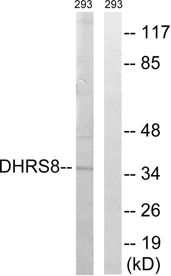 HSD17B11 Antibody - Western blot analysis of lysates from 293 cells, using DHRS8 Antibody. The lane on the right is blocked with the synthesized peptide.