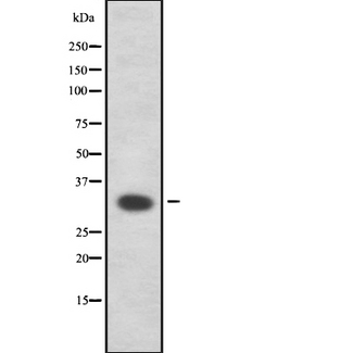 HSD17B11 Antibody - Western blot analysis of DHRS8 using RAW264.7 whole cells lysates