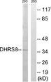 HSD17B11 Antibody - Western blot analysis of extracts from 293 cells, using HSD17B11 antibody.