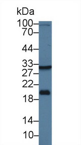 HSD17B12 Antibody - Western Blot; Sample: Rat Liver lysate; Primary Ab: 1µg/ml Rabbit Anti-Human HSD17b12 Antibody Second Ab: 0.2µg/mL HRP-Linked Caprine Anti-Rabbit IgG Polyclonal Antibody