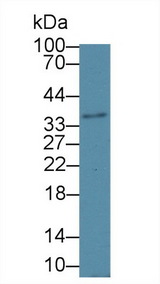 HSD17B12 Antibody - Western Blot; Sample: Mouse Cerebrum lysate; ;Primary Ab: 1µg/ml Rabbit Anti-Mouse HSD17b12 Antibody;Second Ab: 0.2µg/mL HRP-Linked Caprine Anti-Rabbit IgG Polyclonal Antibody;