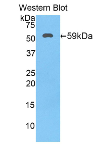 HSD17B12 Antibody - Western blot of recombinant HSD17B12.  This image was taken for the unconjugated form of this product. Other forms have not been tested.