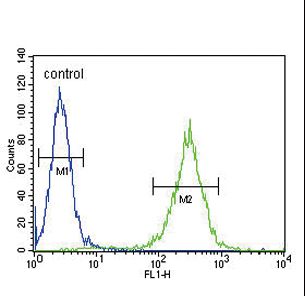 HSD17B12 Antibody - HSD17B12 Antibody flow cytometry of A2058 cells (right histogram) compared to a negative control cell (left histogram). FITC-conjugated goat-anti-rabbit secondary antibodies were used for the analysis.