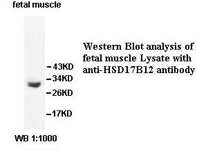 HSD17B12 Antibody