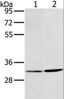 HSD17B12 Antibody - Western blot analysis of A172 and A375 cell, using HSD17B12 Polyclonal Antibody at dilution of 1:650.