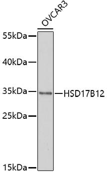 HSD17B12 Antibody - Western blot analysis of extracts of OVCAR3 cells using HSD17B12 Polyclonal Antibody at dilution of 1:1000.