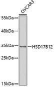 HSD17B12 Antibody - Western blot analysis of extracts of OVCAR3 cells using HSD17B12 Polyclonal Antibody at dilution of 1:1000.