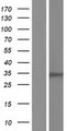 HSD17B13 Protein - Western validation with an anti-DDK antibody * L: Control HEK293 lysate R: Over-expression lysate