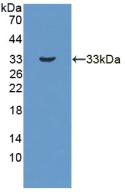 HSD17B3 Antibody - Western Blot; Sample: Recombinant HSD17b3, Human.