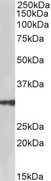 HSD17B3 Antibody - Goat Anti-HSD17B3 (aa141-155) Antibody (2µg/ml) staining of Human Testis lysate (35µg protein in RIPA buffer). Primary incubation was 1 hour. Detected by chemiluminescencence.
