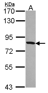 HSD17B4 Antibody - Sample (30 ug of whole cell lysate). A: Hela. 7.5% SDS PAGE. HSD17B4 antibody diluted at 1:1000.