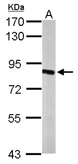 HSD17B4 Antibody - Sample (50 ug of whole cell lysate). A: Mouse brain. 7.5% SDS PAGE. HSD17B4 antibody diluted at 1:1000.