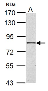 HSD17B4 Antibody - HSD17B4 antibody detects HSD17B4 protein by Western blot analysis. A. 20 ug Rat heart lysate/extract. 7.5% SDS-PAGE. HSD17B4 antibody dilution:1:3000.
