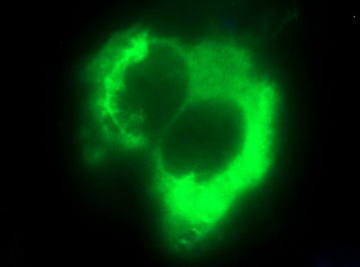 HSD17B4 Antibody - Anti-HSD17B4 mouse monoclonal antibody immunofluorescent staining of COS7 cells transiently transfected by pCMV6-ENTRY HSD17B4.