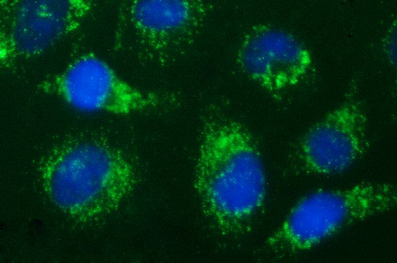 HSD17B4 Antibody - Immunofluorescent staining of HeLa cells using anti-HSD17B4 mouse monoclonal antibody.