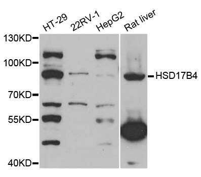 HSD17B4 Antibody - Western blot analysis of extracts of various cell lines.