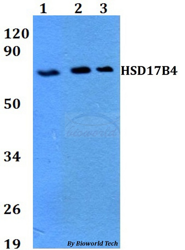 HSD17B4 Antibody - Western blot of HSD17B4 antibody at 1:500 dilution. Lane 1: HEK293T whole cell lysate. Lane 2: Raw264.7 whole cell lysate. Lane 3: PC12 whole cell lysate.