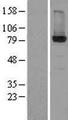 HSD17B4 Protein - Western validation with an anti-DDK antibody * L: Control HEK293 lysate R: Over-expression lysate
