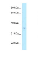 HSD17B7 / PRAP Antibody - HSD17B7 antibody Western blot of PANC1 Cell lysate. Antibody concentration 1 ug/ml.  This image was taken for the unconjugated form of this product. Other forms have not been tested.